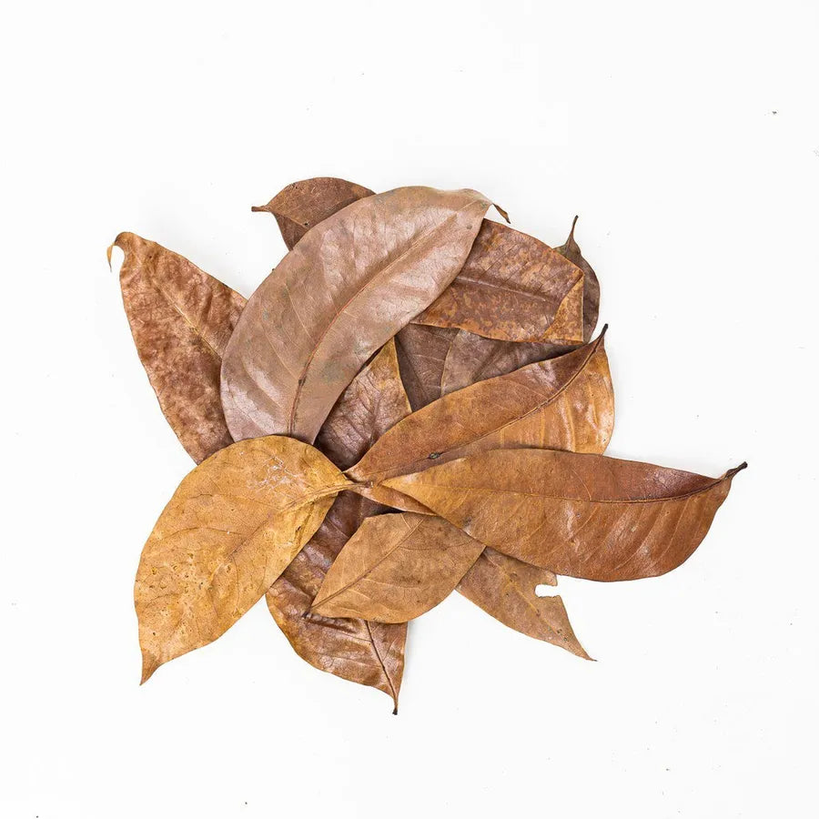 Mahogany Leaves, Fish breeding leaves, fishly, pet essentials warehouse, pet city