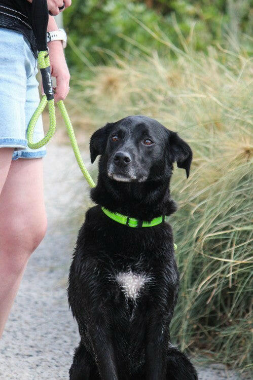 Huskimo Motivate Dog Lead Daintree, Rope dog lead, Pet Essentials Napier, Pets Warehouse, Pet Essentials Porirua, Huskimo green dog rope lead with safety clip, Black hunting dog wearing huskimo green dog collar and green rope lead