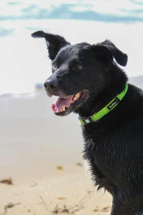 Huskimo Trekpro Dog Collar Daintree, Pet Essentials Napier, Pets Warehouse, Pet Essentials Online, Pet Essentials Porirua, The Pet Centre Wellington, Pet Essentials Direct, Black Lab wearing lime green huskimo dog collar,