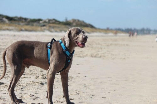 Huskimo Ultimate Harness Bells Beach, GSP dog wearing a blue huskimo harness