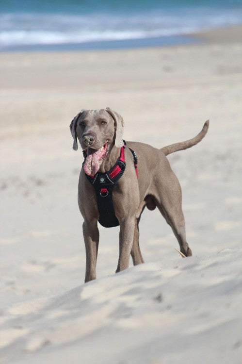 Huskimo Ultimate Harness Uluru, GSP dog wearing red huskimo training harness on the beach