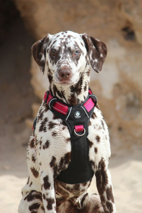 Huskimo Ultimate Harness Uluru, dog wearing huskimo red harness, ultimate harness for training