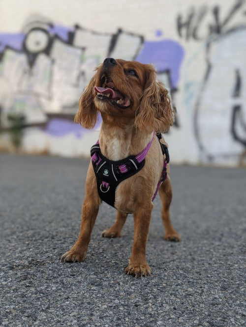 Huskimo Ultimate Harness Aurora, Pet Essentials Napier, Pets Warehouse, The Pet Centre Wellington, walking dog harness purple, small dog wearing a purple harness