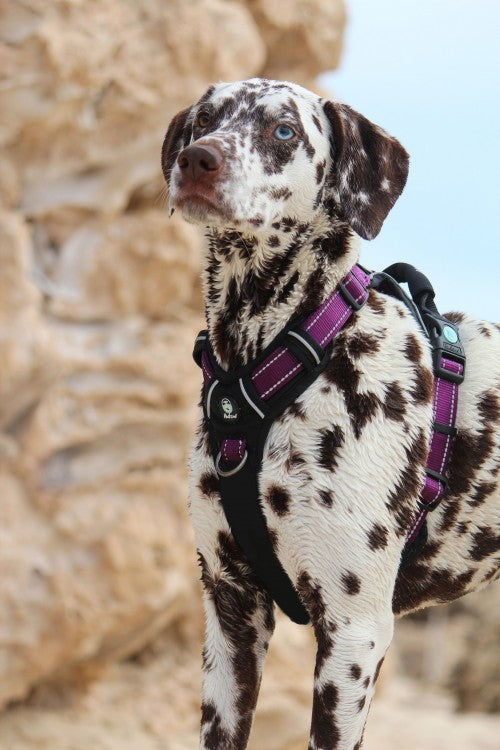 Huskimo Ultimate Harness Aurora, Pet Essentials Napier, Pets Warehouse, The Pet Centre Wellington, walking dog harness purple, Dalmation wearing a purple harness