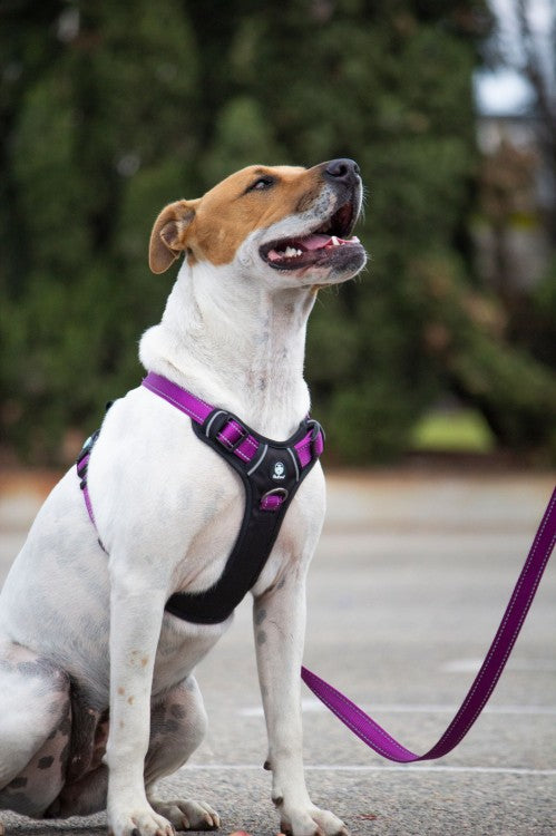 Huskimo Ultimate Harness Aurora, Pet Essentials Napier, Pets Warehouse, The Pet Centre Wellington, walking dog harness purple, dog training harness