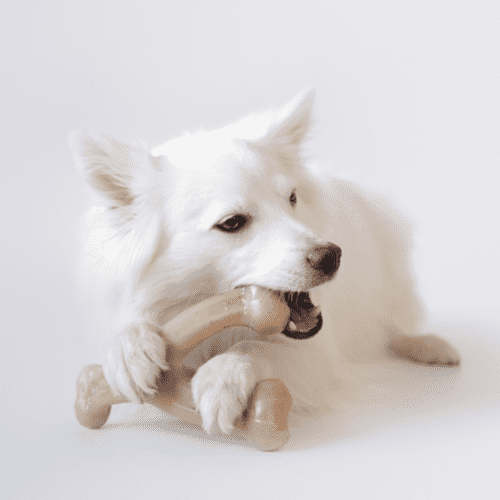 Benebone Wishbone Chicken Dog Toy, Pet Essentials Napier, Aniamtes Benebone dog toys, white dog chewing on benebone small chicken bone