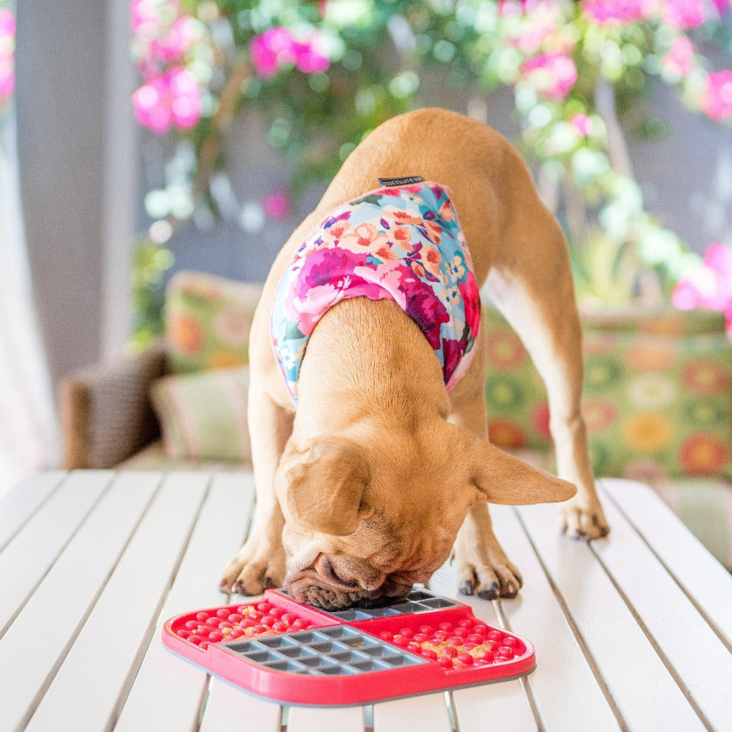 pug eating from a red LickiMat Slomo, pet essentials warehouse, pet city