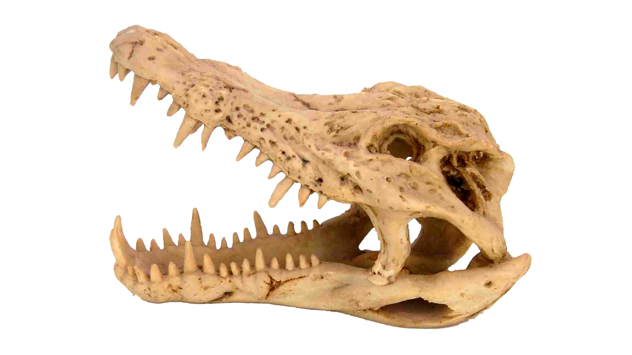 Crocodile Skull Medium Ornament, Aquarium skull ornament, pet essentials warehouse napier, pet essentials napier, kiwipetz tauranga