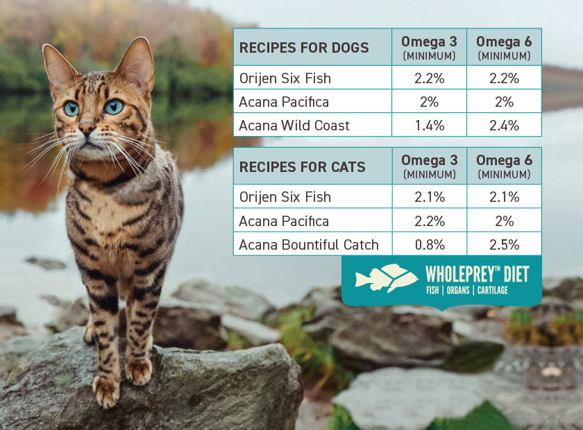 Acana Cat Bountiful Catch protein levels, cat standing on a rock, pet essentials warehouse