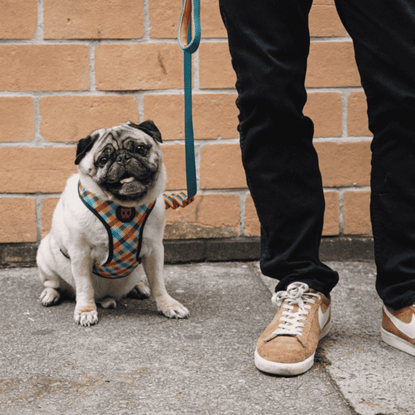 Zee.Dog Lead Phantom, pug wearing zee.dog phantom lead and mesh harness, pet essentials napier,