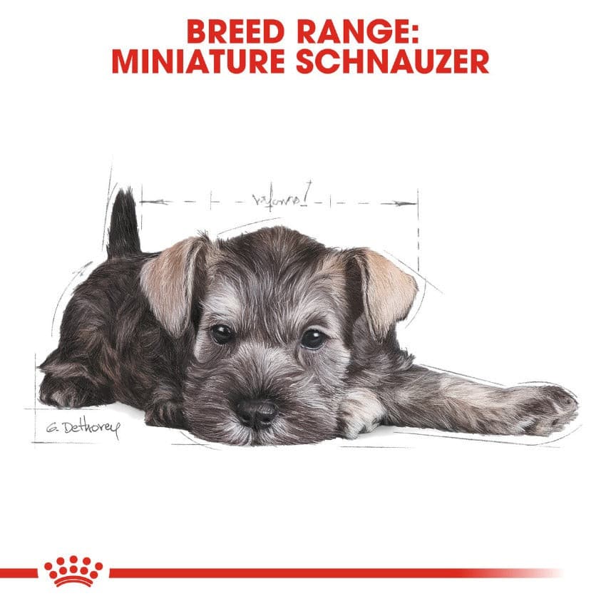 Royal Canin Miniature Schnauzer Puppy Food