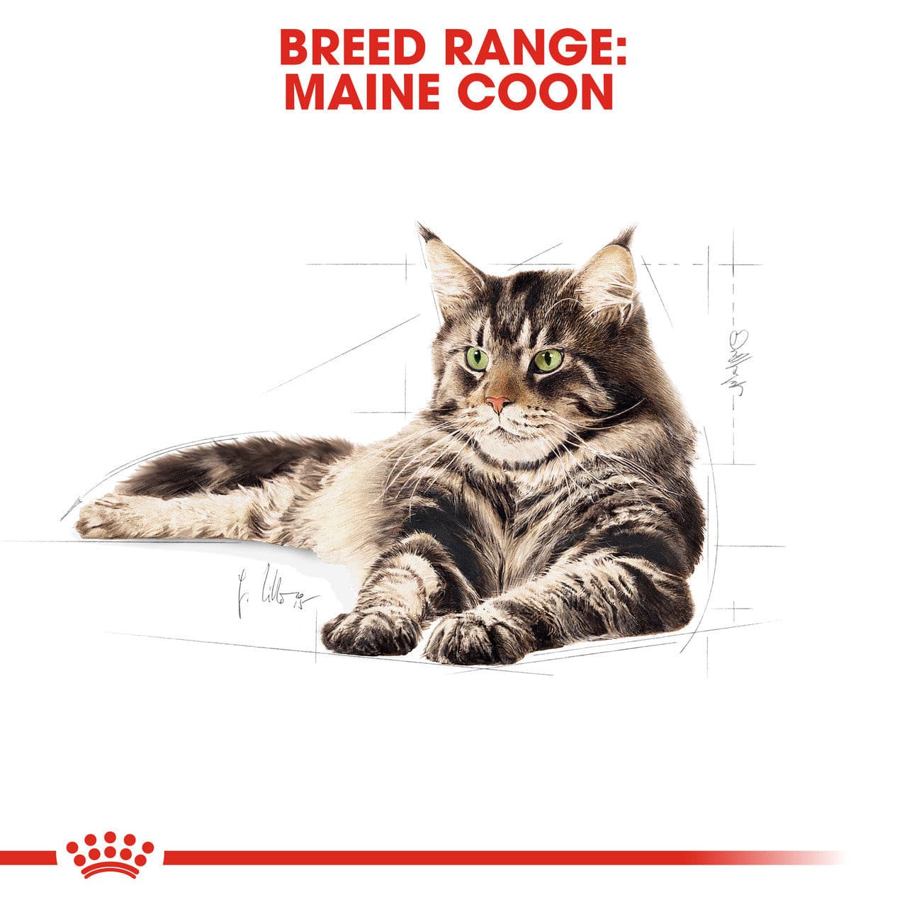 Royal Canin Maine Coon Adult Dry Cat Food, breed specific royal cannin cat food