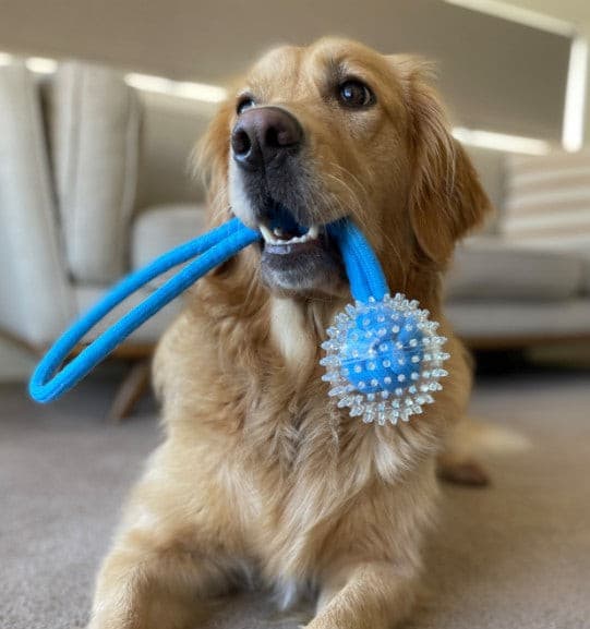 Ruff Play Spikey Ball Tug Rope Toy, Pet Essentials Napier, Allpet Dog Toys, golden retriever 