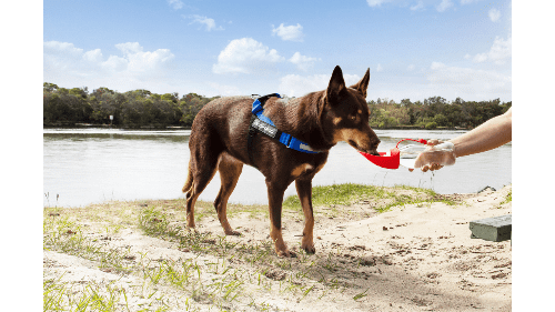 Brown dog drinking water from a ezydog travel water bottle