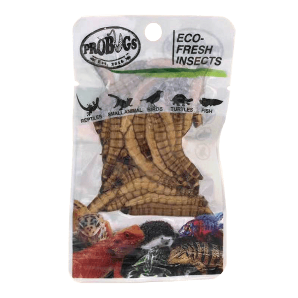 Pro Bugs Superworms, Pet Essentials Napier, PEts warehouse, Fishly, Hollywood Fish farm, Pet Essentials Hastings