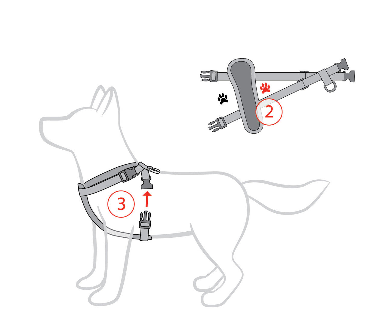 EzyDog Chest Plate Harness two step fitting instructions, pet essentials warehouse