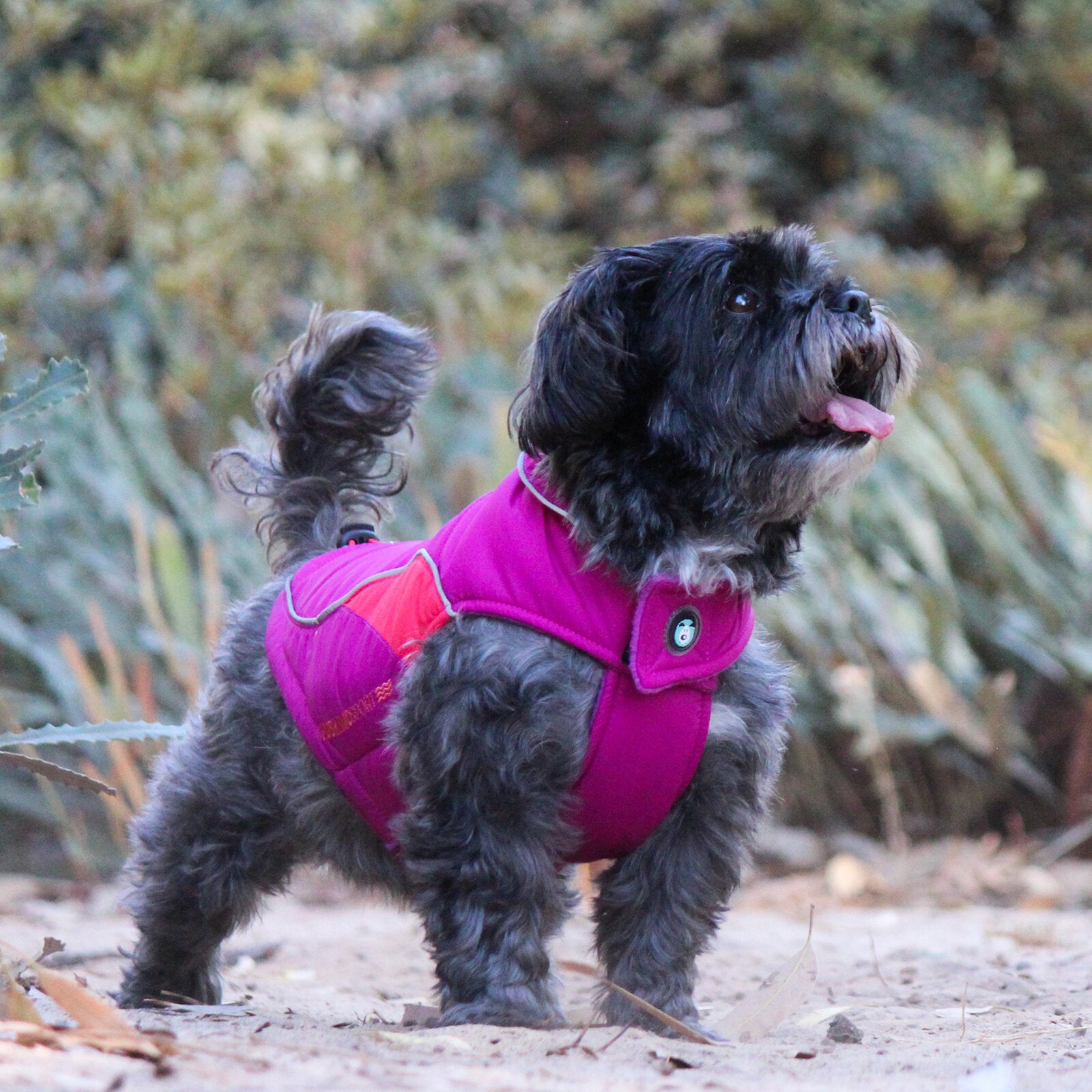 black dog on beach wearing Huskimo Dog Coat Sherpa Magenta, pet essentials warehouse