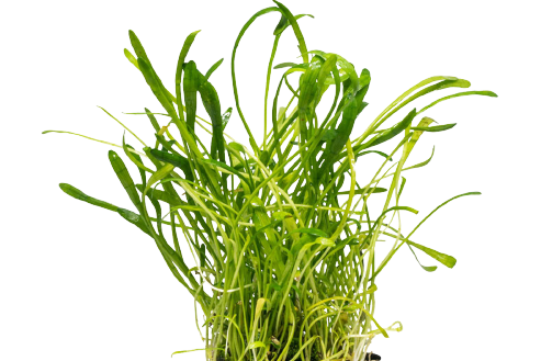 Brasiliensis Chain Sword Live Aquatic Plant