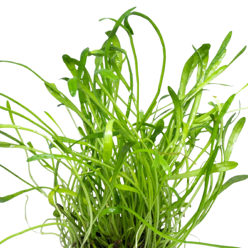 Brasiliensis Chain Sword Live Aquatic Plant, Pet Essentials Warehouse