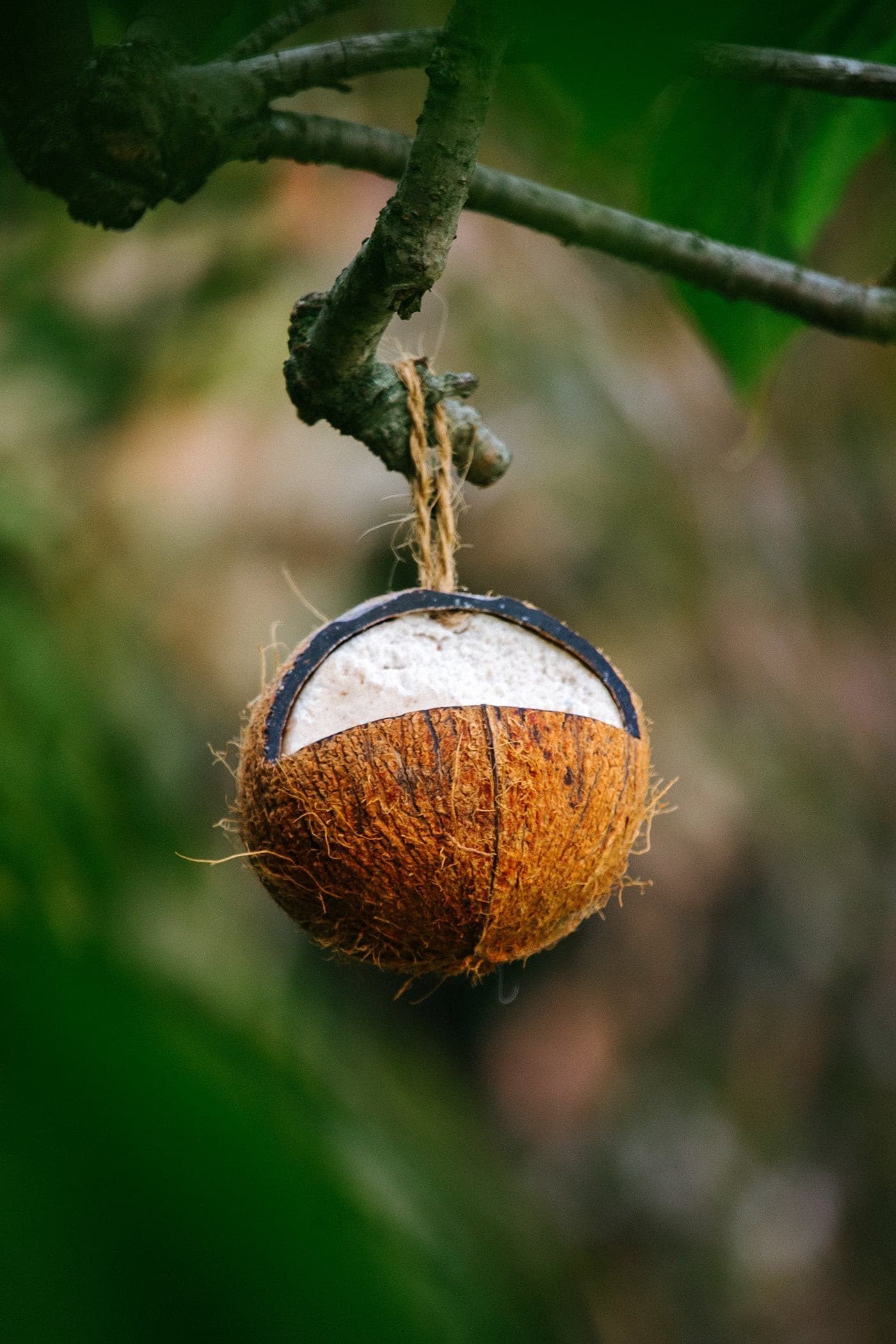 Topflite Wild Bird Energy Coconut Feeder hanging from a tree, wild bird natural feeder