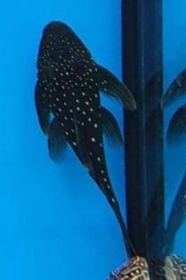 Blue Phantom Pleco L128