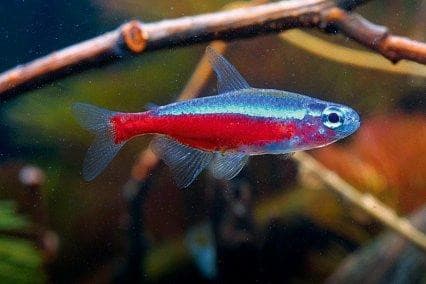 Cardinal Tetra