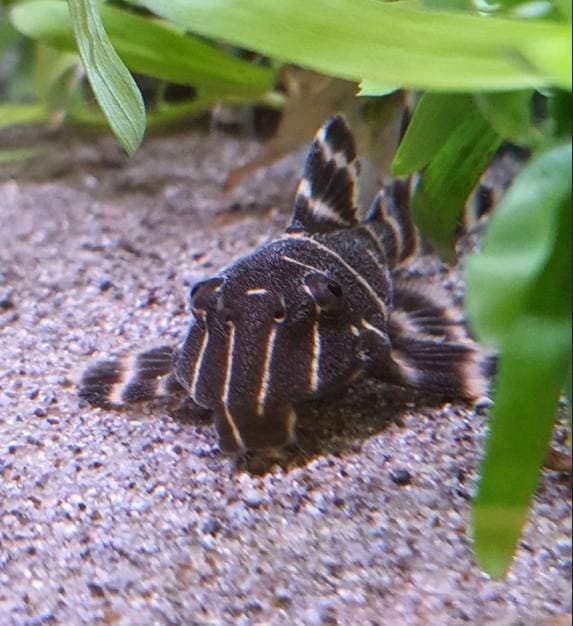 Flash Pleco L204