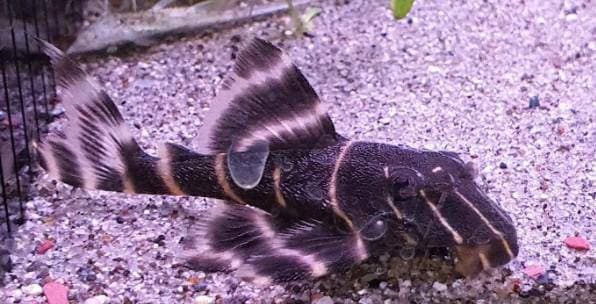 Flash Pleco L204