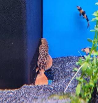 Leopard Cactus Pleco L114