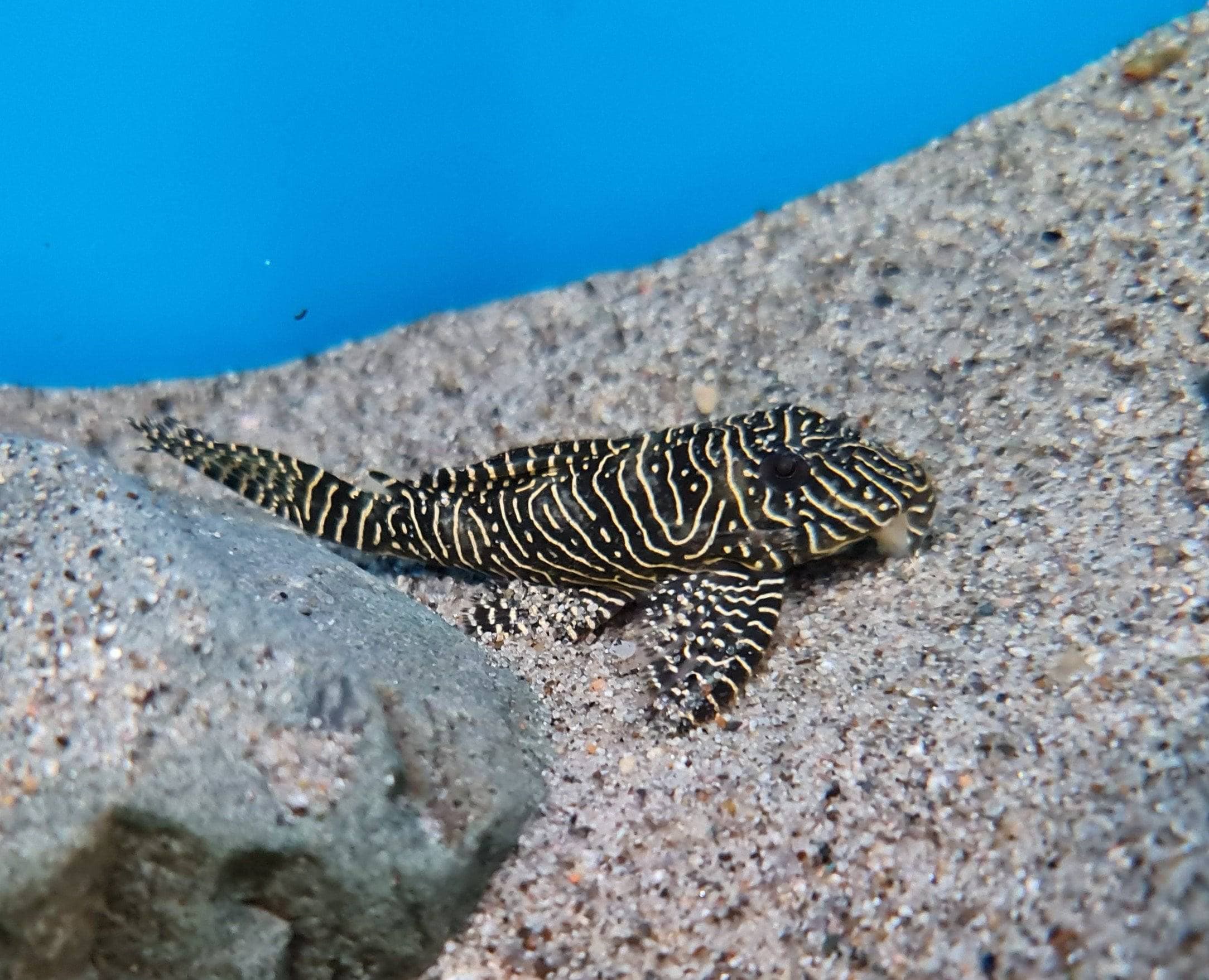 Queen Arabesque Pleco L260