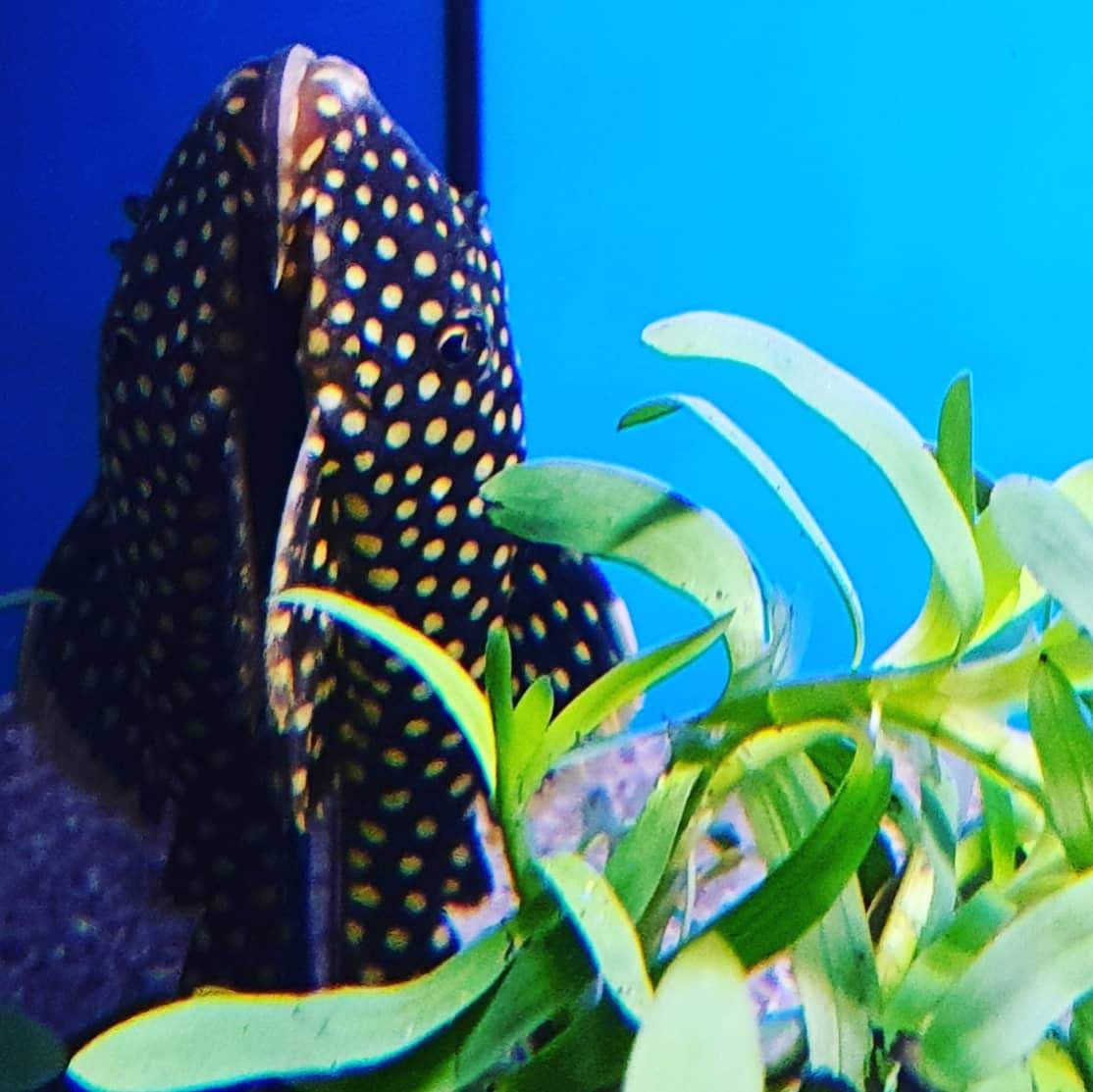 Queen Gold Nugget Pleco