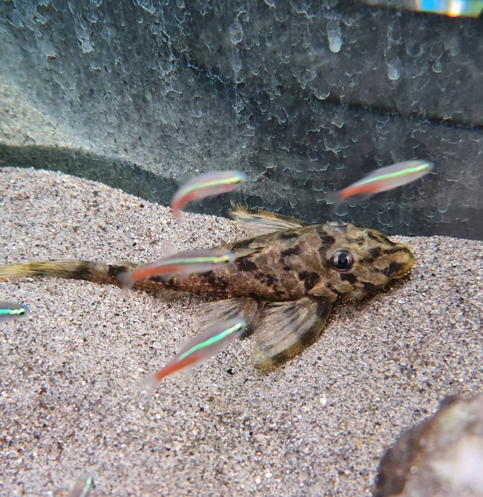 Tiger Butterfly Pleco L168