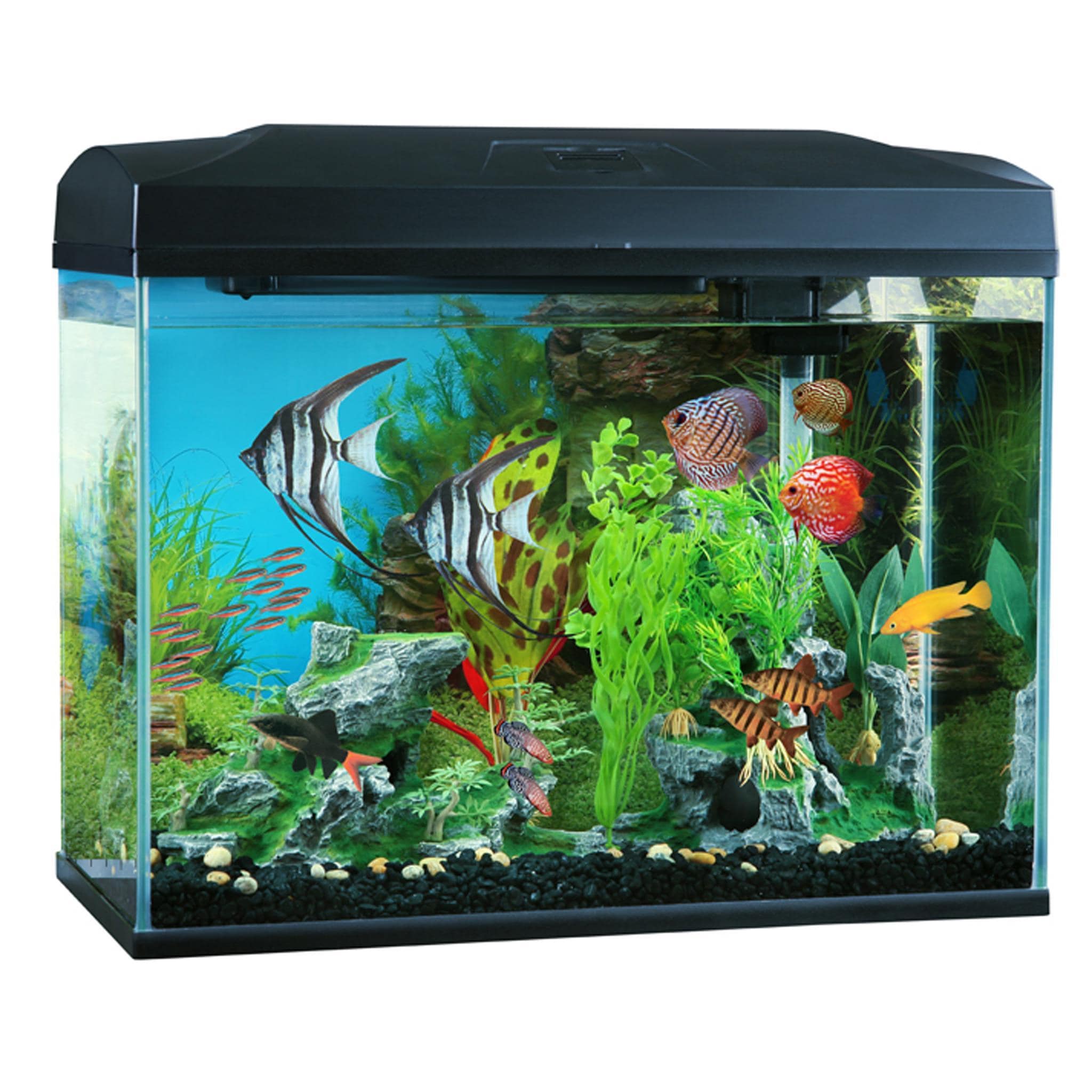 Blue Planet Classic Aquarium 70L with discus fish, Pet Essentials Warehouse