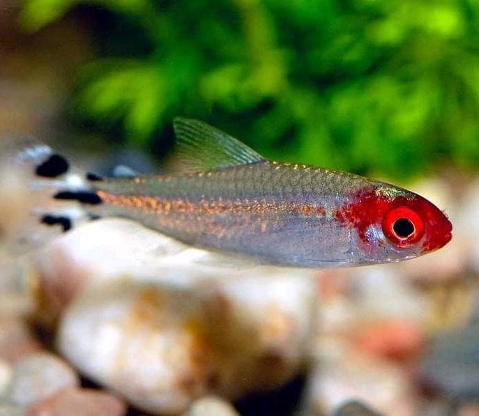 Rummy Nose Tetra